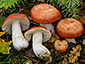 Russula tinctipes