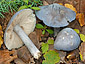 Entoloma bloxamii