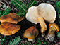 Tricholoma aurantium