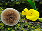 Polyporus arcularius