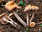 Laccaria proxima