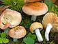 Russula risigallina