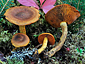 Cortinarius malicorius