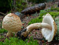 Lepiota magnispora