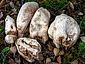 Chlorophyllum agaricoides