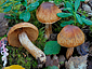 Cortinarius balaustinus