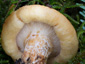 Lactarius intermedius