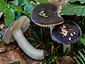 Russula brunneoviolacea