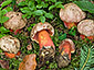 Boletus rubrosanguineus