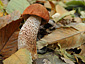 Leccinum aurantiacum