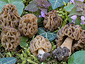 Morchella fusca