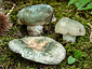 Russula virescens