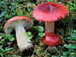 Russula rhodopus