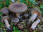 Lactarius mammosus