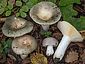 Russula pseudoaeruginea