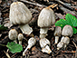 Coprinopsis romagnesiana