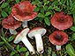 Russula tyrrhenica