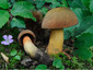 Boletus luridus