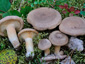 Lactarius helvus