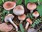 Hygrophorus pseudodiscoideus var. cistophilus