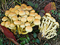 Hypholoma fasciculare