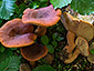 Lactarius britannicus fo. pseudofulvissimus