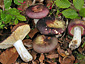 Russula olivacea