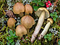 Tricholoma aestuans