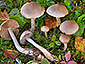 Cortinarius tabularis