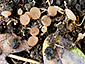 Sclerotinia trifoliorum