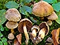 Cortinarius scabridipileus