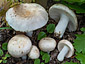 Russula galochroa