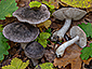 Tricholoma orirubens