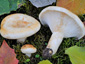 Lactarius evosmus