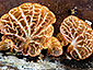 Campanella pustulata