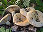 Lactarius zonarius