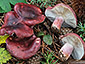 Russula torulosa