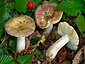 Russula carpini