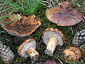 Tricholoma fracticum