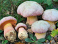 Boletus pulchrotinctus