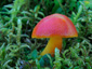 Hygrocybe splendidissima