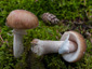 Amanita rubescens