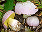 Boletus pulchrotinctus