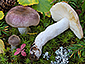 Russula versicolor