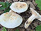 Lactifluus piperatus