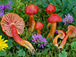 Hygrocybe splendidissima