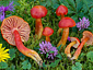 Hygrocybe splendidissima