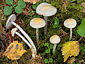 Cortinarius betulinus