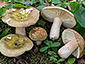 Russula olivacea