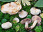 Lactarius aspideus